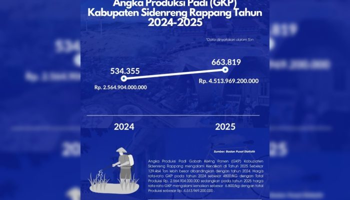 Produksi Padi Sidrap Melonjak 24,23 Persen Sepanjang 2025