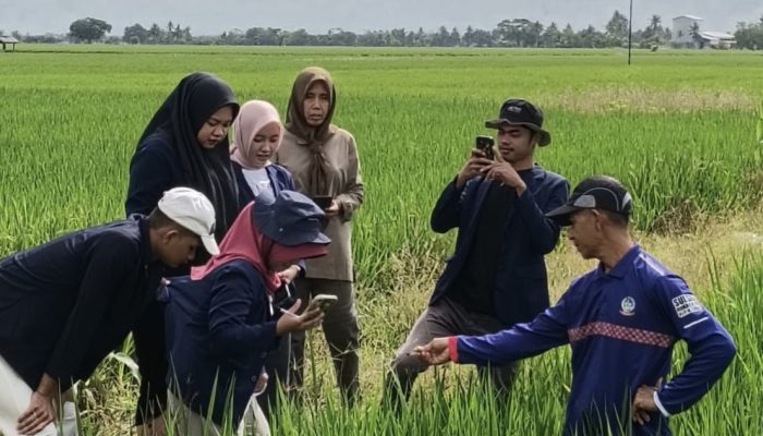 Belajar Dari Sawah: Mahasiswa Magang Prodi Agroteknologi Mengidentifikasi Karakter Varietas Padjajaran Dan Strategi Awal Pengendalian Penggerek Batang