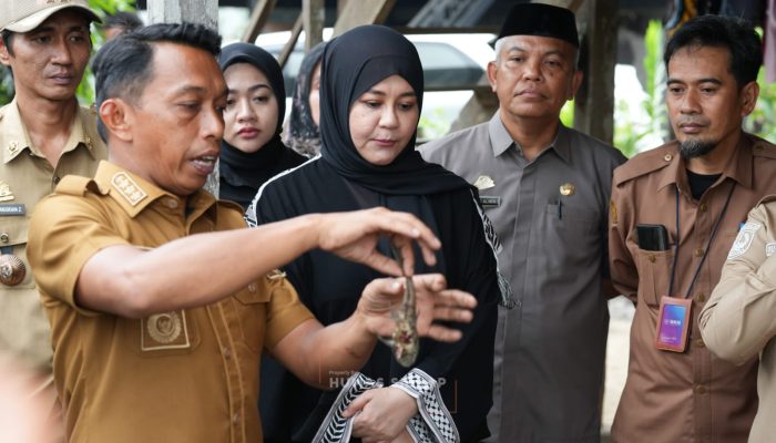 Di Sidrap, Wagub Fatmawati Rusdi Praktikkan Pengolahan Ikan Sapu-sapu Jadi Pakan Ternak