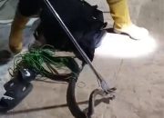 Tim Damkar Evakuasi Ular Cobra di Rumah Warga