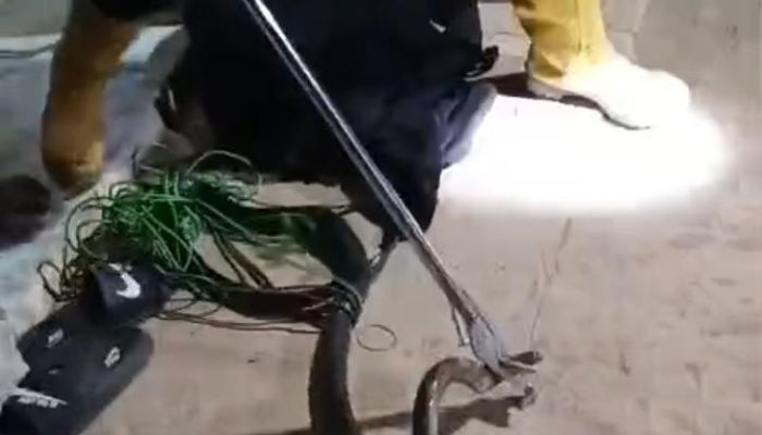 Tim Damkar Evakuasi Ular Cobra di Rumah Warga
