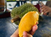Desa Lombo semakin mengukuhkan dirinya sebagai sentra buah