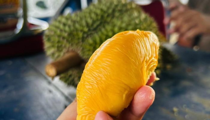 Desa Lombo semakin mengukuhkan dirinya sebagai sentra buah