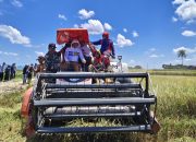 Panen Perdana Sawah Baru Mojong Tembus 7,2 Ton per Hektare, Sidrap Jadi Percontohan Sulsel