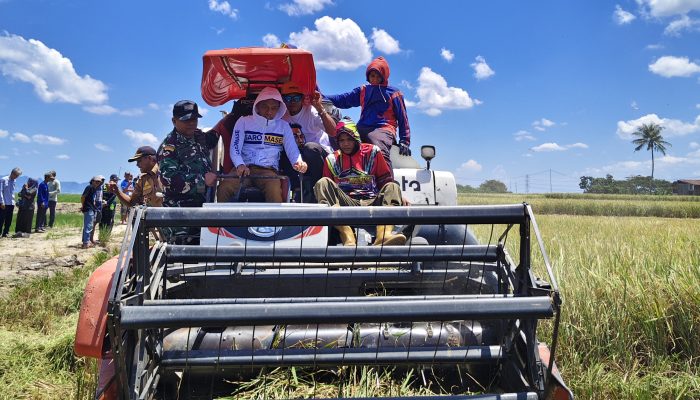 Panen Perdana Sawah Baru Mojong Tembus 7,2 Ton per Hektare, Sidrap Jadi Percontohan Sulsel