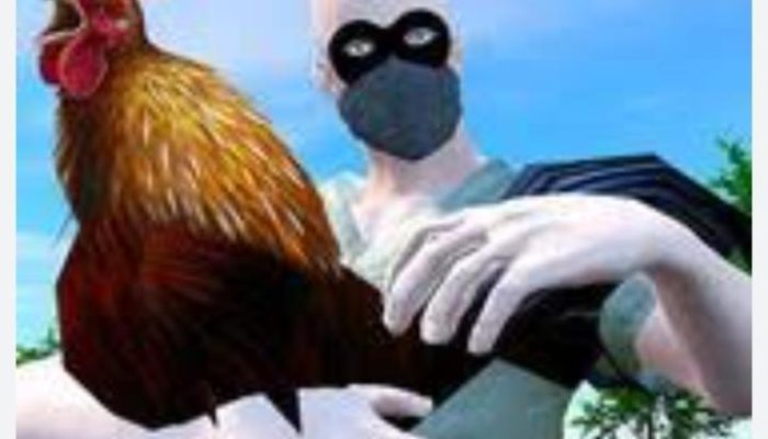 Hati-Hati, Jelang Lebaran Haji Ternak Ayam Rawan Kemalingan