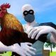 Hati-Hati, Jelang Lebaran Haji Ternak Ayam Rawan Kemalingan