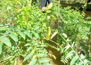 Warga Leppangeng Manfaatkan Pekarangan Rumah untuk Menanam Sayuran Bergizi Tinggi
