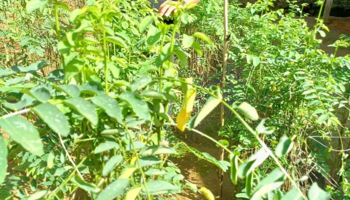 Warga Leppangeng Manfaatkan Pekarangan Rumah untuk Menanam Sayuran Bergizi Tinggi