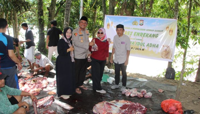 Idul Adha 1447 H, Kapolres Enrekang Kurbankan 8 Ekor Sapi untuk Warga dan Kaum Dhuafa