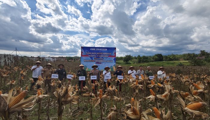 Panen Raya Jagung Serentak Kuartal II 2026, Polres dan Pemkab Sidrap Siap Perkuat Swasembada dan Tingkatkan Kesejahteraan Petani