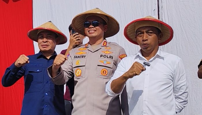 Ketua DPRD Sidrap Panen Raya Jagung bersama Forkopimda di Kulo