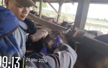 Sidrap Kerahkan 108 Petugas PMK, Ribuan Hewan Kurban Dipastikan Sehat dan Layak Sembelih