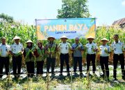 Panen Raya Jagung SAE Lapas Makassar, Bukti Warga Binaan Dibina Jadi Mandiri dan Dukung Ketahanan Pangan Nasional