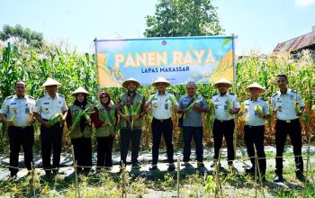 Panen Raya Jagung SAE Lapas Makassar, Bukti Warga Binaan Dibina Jadi Mandiri dan Dukung Ketahanan Pangan Nasional