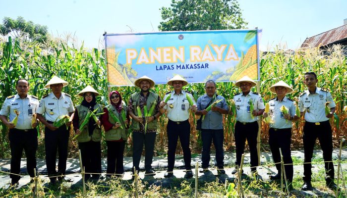 Panen Raya Jagung SAE Lapas Makassar, Bukti Warga Binaan Dibina Jadi Mandiri dan Dukung Ketahanan Pangan Nasional