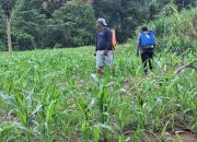 Pemerintah Desa Betao Riawa Ajak Warga Tanam Jagung untuk Tingkatkan Pendapatan