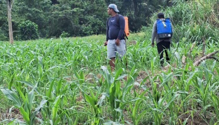 Pemerintah Desa Betao Riawa Ajak Warga Tanam Jagung untuk Tingkatkan Pendapatan