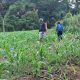 Pemerintah Desa Betao Riawa Ajak Warga Tanam Jagung untuk Tingkatkan Pendapatan