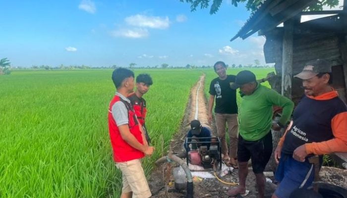 Abdul Majid Bersama Mahasiswa KKN Unhas Turun Langsung Pantau Kondisi Sawah Petani Di Desa Kanie.