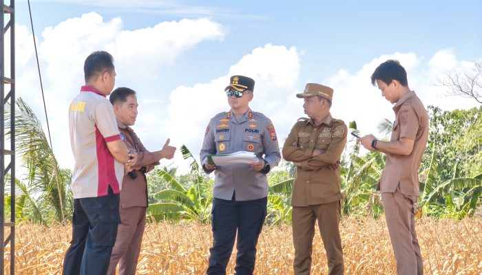 Kapolres Sidrap dan Bupati Matangkan Panen Raya Jagung di Kunker Kapolda Sulsel 