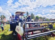 Bupati Sidrap dan Direktur Bappenas Panen Raya di Corawali, Sidrap Disiapkan Jadi Percontohan Pertanian Indonesia Timur