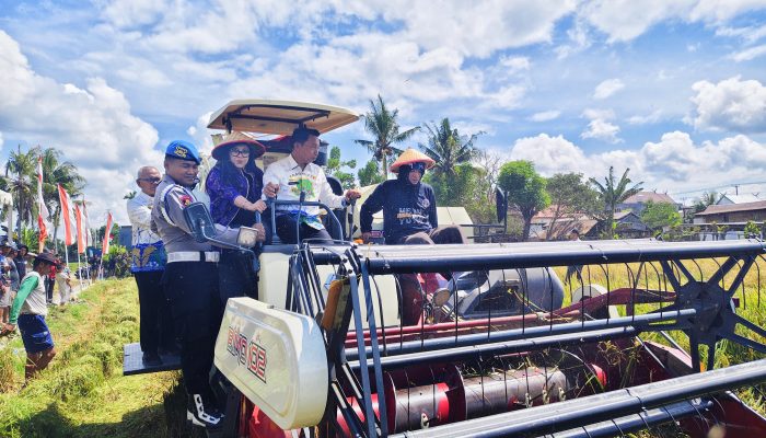Bupati Sidrap dan Direktur Bappenas Panen Raya di Corawali, Sidrap Disiapkan Jadi Percontohan Pertanian Indonesia Timur