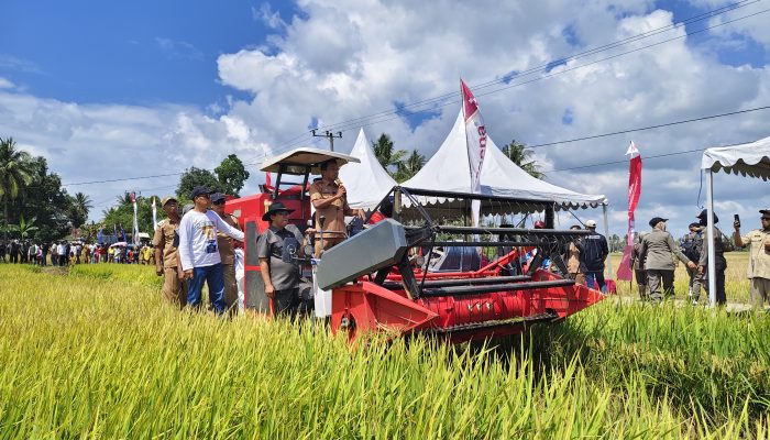 Syaharuddin Alrif Gaspol IP300, Petani Bila Riase Sidrap Panen Tiga Kali Setahun Bisa Capai Rp80 Miliar