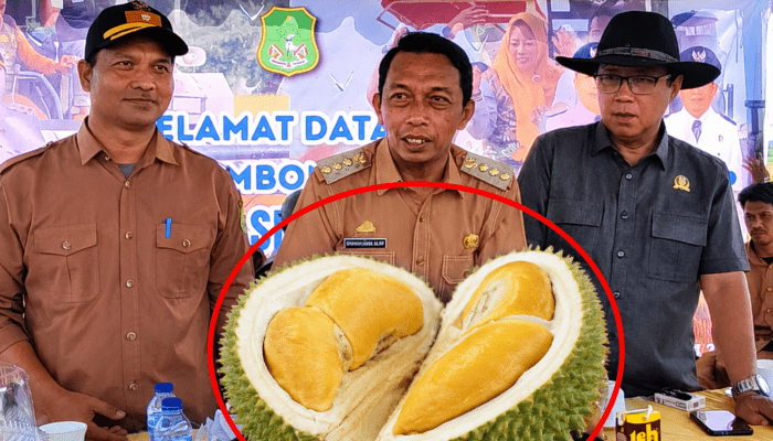 Desa Lombo Sidrap Bersiap Jadi Surga Durian Black Thorn, Buah Premium Rasa Sultan Mulai Panen