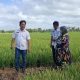 Camat Maritengngae Didampingi PPL Tinjau Kondisi Tanaman Padi Petani di Desa Kanie