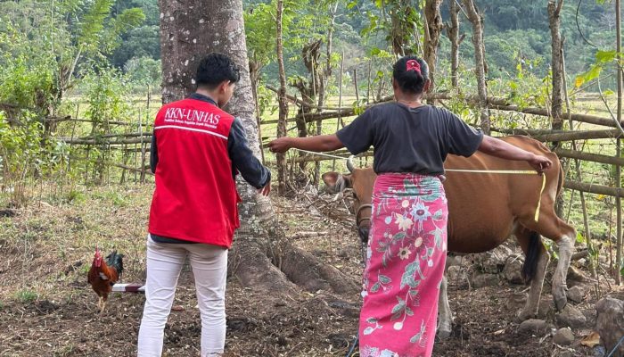 Mahasiswa KKN Unhas Laksanakan Program Matti BCS untuk Menilai Kondisi Tubuh dan Estimasi Berat Badan Sapi di Desa Mattirowalie