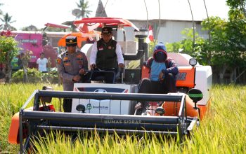 Bupati Syaharuddin Panen Raya di Sumpang Mango, Produktivitas Tembus 10,7 Ton per Hektare