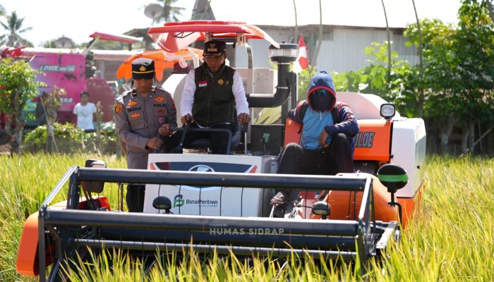 Bupati Syaharuddin Panen Raya di Sumpang Mango, Produktivitas Tembus 10,7 Ton per Hektare