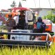 Bupati Syaharuddin Panen Raya di Sumpang Mango, Produktivitas Tembus 10,7 Ton per Hektare