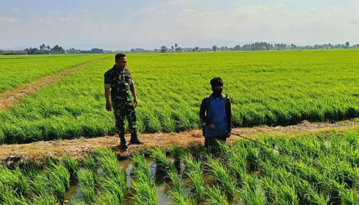 Babinsa Koramil 1404-02/Mattiro Sompe Bersama Petani, Bergerak Cepat Kendalikan Hama Tanaman