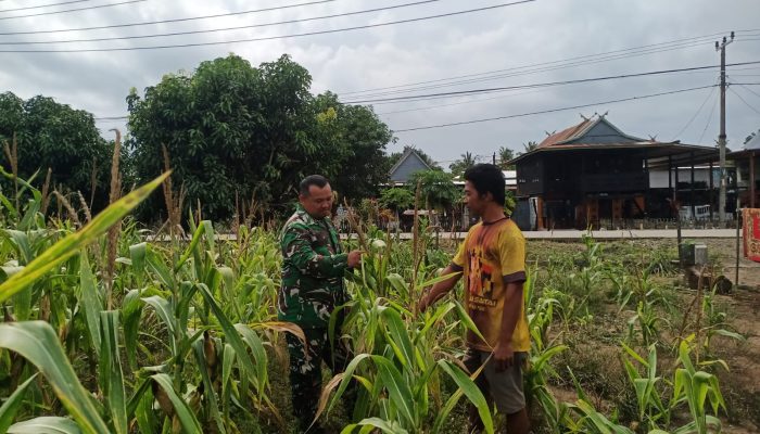 Komsos Bersama Petani Jagung, Babinsa Lanrisang Dorong Produktivitas Pertanian