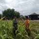 Komsos Bersama Petani Jagung, Babinsa Lanrisang Dorong Produktivitas Pertanian