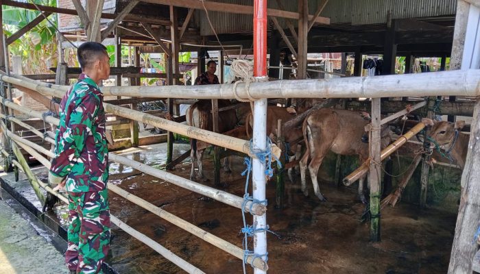 Cegah PMK, Babinsa Koramil 1404-02/Mattiro Sompe Aktif Komsos Bersama Peternak Sapi