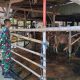 Cegah PMK, Babinsa Koramil 1404-02/Mattiro Sompe Aktif Komsos Bersama Peternak Sapi