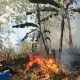 Api Lahap 3 Hektare Lahan Kosong di Sipatuo, Babinsa dan Warga Bergerak Cepat Padamkan Kebakaran