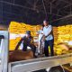 Jagung Petani Tutar Terserap Bulog, Bhabinkamtibmas Kawal Langsung hingga Penjualan