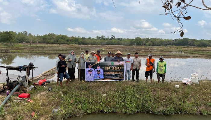 Kemarau dan El Niño Tak Patahkan Semangat Petani Sipakaenre 2 Kejar IP 300