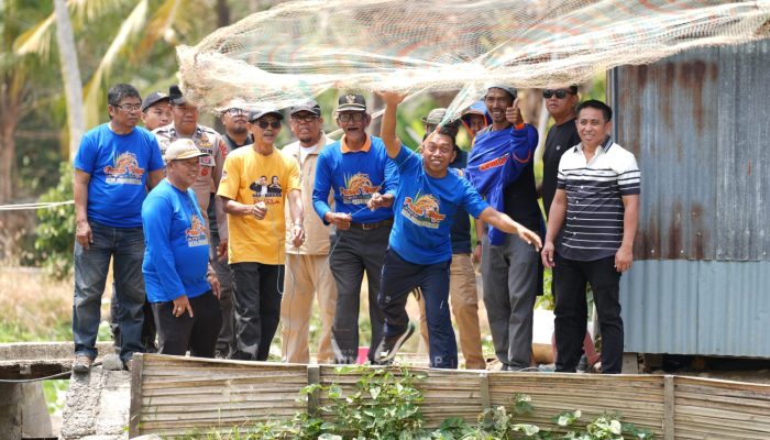 Panen Nila di Abbokongang, Bupati Sidrap Ungkap Potensi Cuan Rp36 Juta per Petak