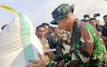 Panen Raya di Kanyuara Sidrap, 1.229 Hektare Sawah Hasilkan Rp88 Miliar