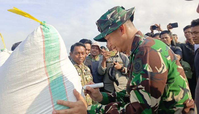 Panen Raya di Kanyuara Sidrap, 1.229 Hektare Sawah Hasilkan Rp88 Miliar
