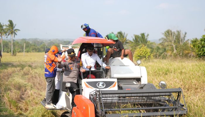 Panen di Sawah Tadah Hujan Bulo Wattang, Bupati Syaharuddin: Ada Sumur Bor, Petani Tetap Produktif