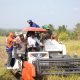 Panen di Sawah Tadah Hujan Bulo Wattang, Bupati Syaharuddin: Ada Sumur Bor, Petani Tetap Produktif