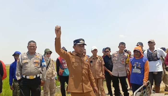 Bupati Sidrap Turun Langsung Selamatkan Padi Petani dari Ancaman Kekeringan