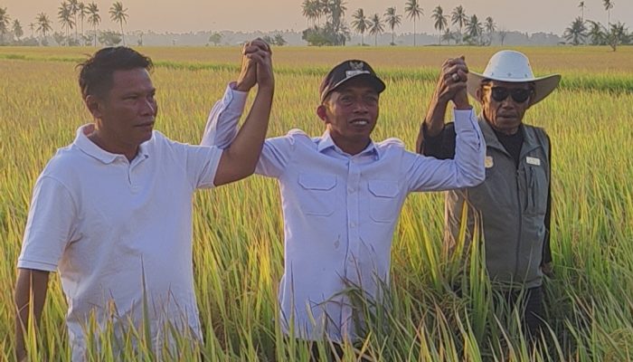 Panen Raya di Bola Bulu, 903 Hektare Sawah Berpotensi Hasilkan Rp69 Miliar Sekali Panen