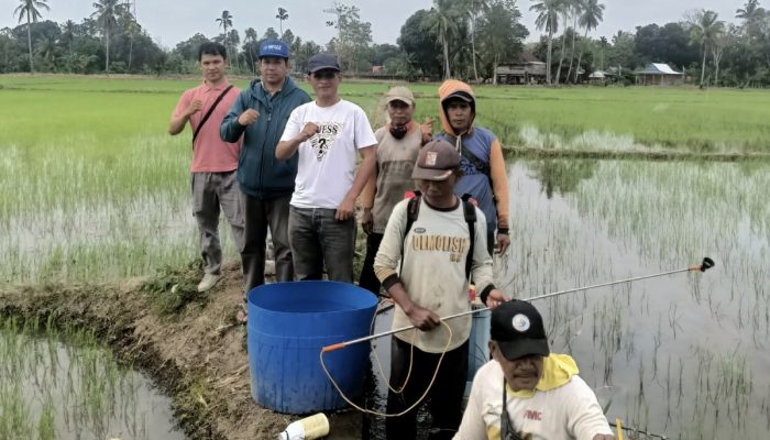 IP 300 Seluas 55 Hektare di Bila Riase Sidrap, Petani Bidik Panen 50 Hari Lagi
